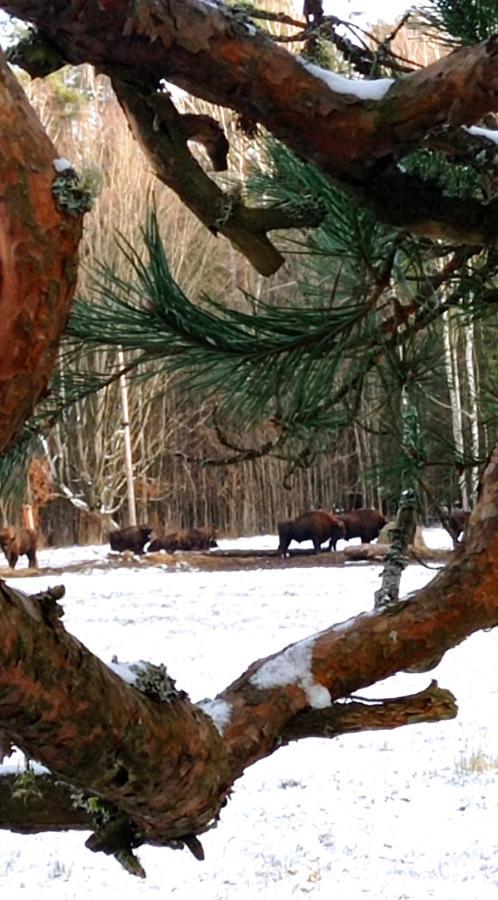 Siedlisko Gruszki Puszcza Bialowieska Narewka Eksteriør bilde