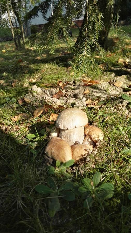 Siedlisko Gruszki Puszcza Bialowieska Narewka Eksteriør bilde